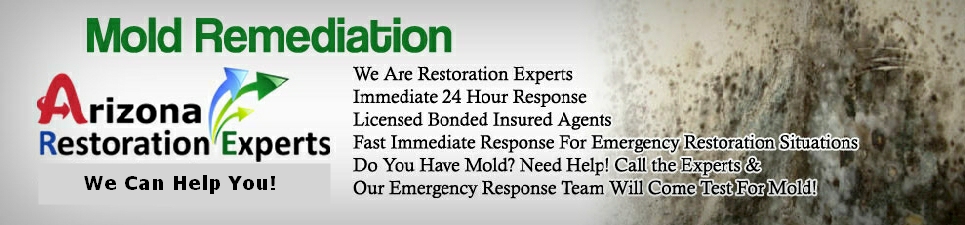 Mold Remediation Experts