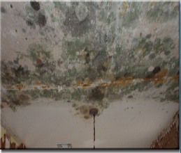 Mold Remediation & Mold Removal
